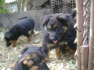 Vand puii Ciobanesc German si Sharpei ,      Chow - Chow ,      Spitz