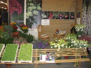 rasad de lisianthus