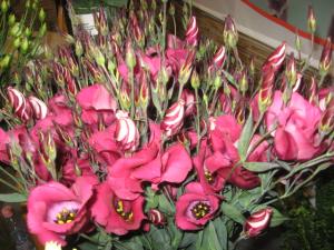 rasad de lisianthus