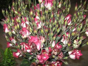 rasad de lisianthus