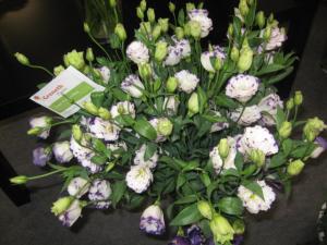 rasad de lisianthus