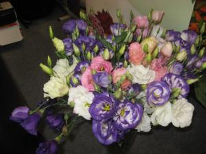 rasad de lisianthus