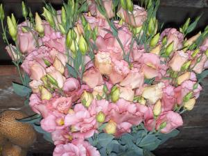 rasad de lisianthus