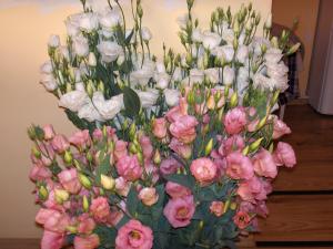 rasad de lisianthus