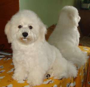 vand mascul BICHON FRISE cu pedigree