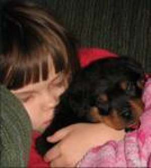 masculi şi femele pui Rottweiler