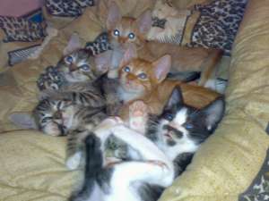 Dau spre adoptie 5 pisoi