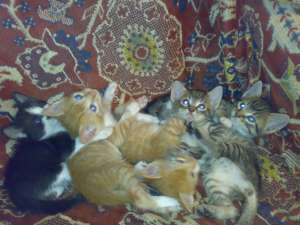 Dau spre adoptie 5 pisoi