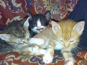 Dau spre adoptie 5 pisoi