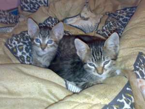 Dau spre adoptie 5 pisoi