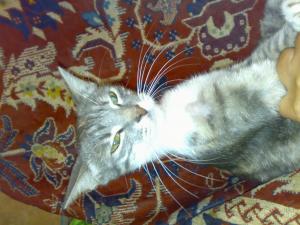 Dau spre adoptie 5 pisoi
