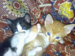 Dau spre adoptie 5 pisoi
