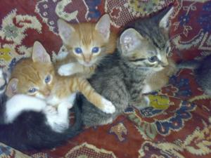 Dau spre adoptie 5 pisoi