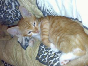 Dau spre adoptie 5 pisoi