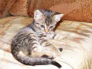 adoptie pui pisica
