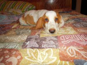 vand pui beagle si basset hound