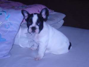 Vand BULDOG FRANCEZ