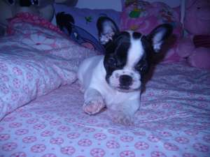 Vand BULDOG FRANCEZ