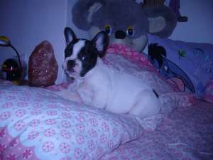 Vand BULDOG FRANCEZ