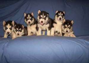 pui husky de vanzare