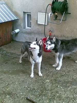 pui husky de vanzare