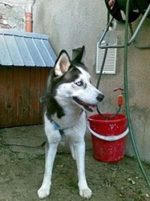 pui husky de vanzare
