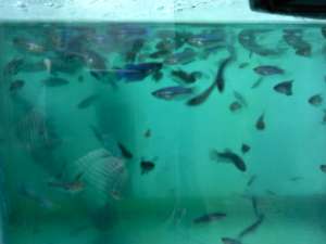 Vand pui Betta Splendes