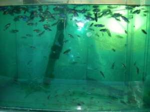 Vand pui Betta Splendes