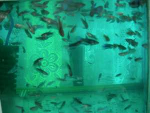 Vand pui Betta Splendes