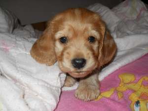 Vand Cocker Spaniel