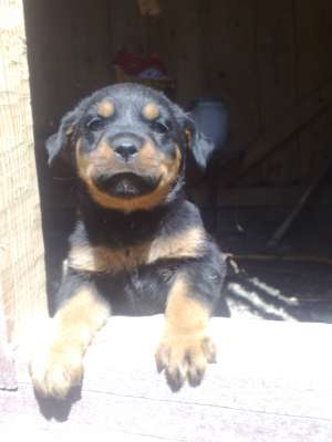 rottweiler pur fete