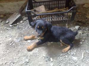 rottweiler pur fete