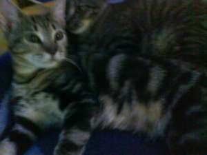 donatie