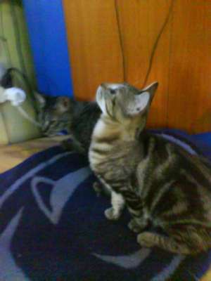 donatie