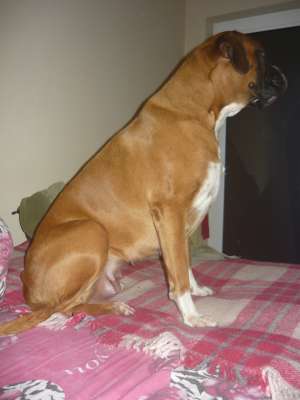 dau spre adoptie metis boxer