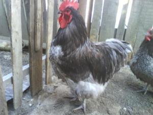 Vand Oua Gaini