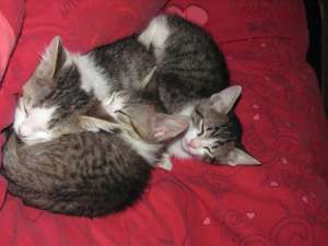 Ofer 3 motanei spre adoptie