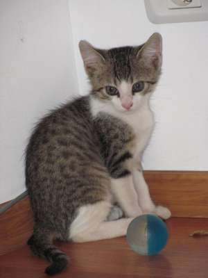 Ofer 3 motanei spre adoptie
