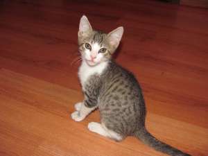 Ofer 3 motanei spre adoptie