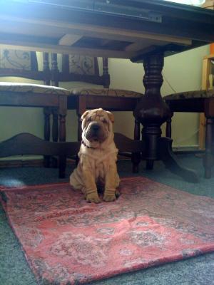 vand pui shar pei
