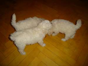 VAND 3 PUI CANICHE