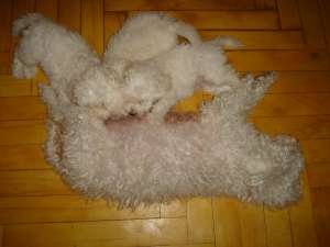VAND 3 PUI CANICHE