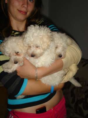 VAND 3 PUI CANICHE