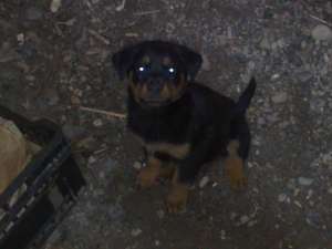 o fetita scumpa rottweiler
