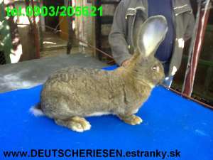 URIAS GERMAN ,  BERBEC GERMAN