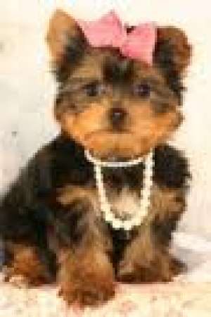 frumos tp yorkie pui da afară