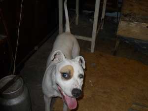 Domnisoara amstaff caut barbat urgent