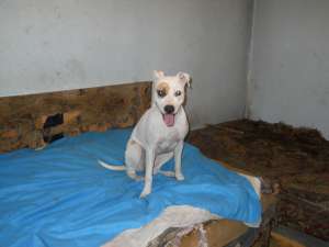 Domnisoara amstaff caut barbat urgent