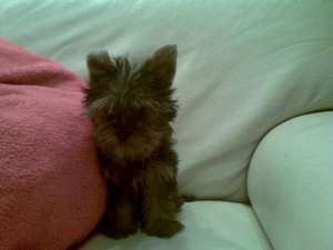 pui yorkshire terrie toy cu microcip