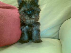 pui yorkshire terrie toy cu microcip